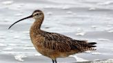 National: Over 30 Curlew chicks get a head start before release into Irish countryside - Donegal Daily