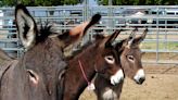 ...Wild Burros in the Piute Mountain Herd in San Bernardino County - Due to Extreme Temperatures and Insufficient Water Availability
