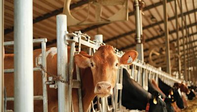 Avian flu found in Iowa dairy herd