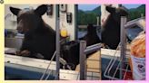 WATCH: Black bear that entered concession stand at Tennessee amusement park euthanised