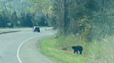 New York State Drivers Must Watch Out For Bears On Taconic