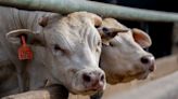 Grippe aviaire : Des cas « sans précédent » découverts chez des vaches laitières aux Etats-Unis