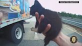 Florida police officer saves kitten from middle of busy highway | VIDEO