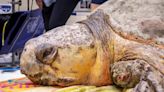 Emotivo regreso al mar: Bubba, la tortuga boba de 170 kilos, vuelve a su hogar en tras meses de rehabilitación