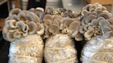 Growing Mushrooms From Food Waste