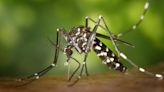Aumenta la presencia de mosquitos tigre y garrapatas en Navarra: en 2023 se detectaron cerca de un centenar de infecciones transmitidas por insectos