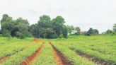 Kalliasseri in Kannur takes ‘medicinal’ route to ease farmers’ pain
