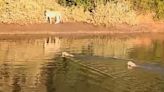 Cheetah and cubs cross river in rare video; ‘I was holding my breath’