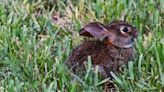 Get ready for the Easter bunny — and cottontail babies. What to do if you see them