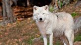 Après l’attaque au zoo de Thoiry, que sont devenus les trois loups qui ont mordu la joggeuse ?