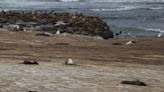 Hundreds of dead sea lion pups washing ashore in California