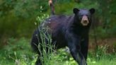 64-year-old woman punches bear that chased her dog; bear bites back