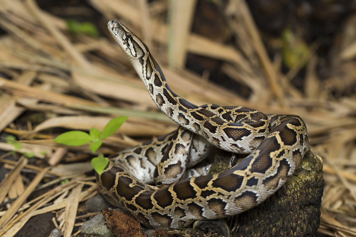 Giant Burmese Pythons From South Florida Are "Invading" the North — Best Life