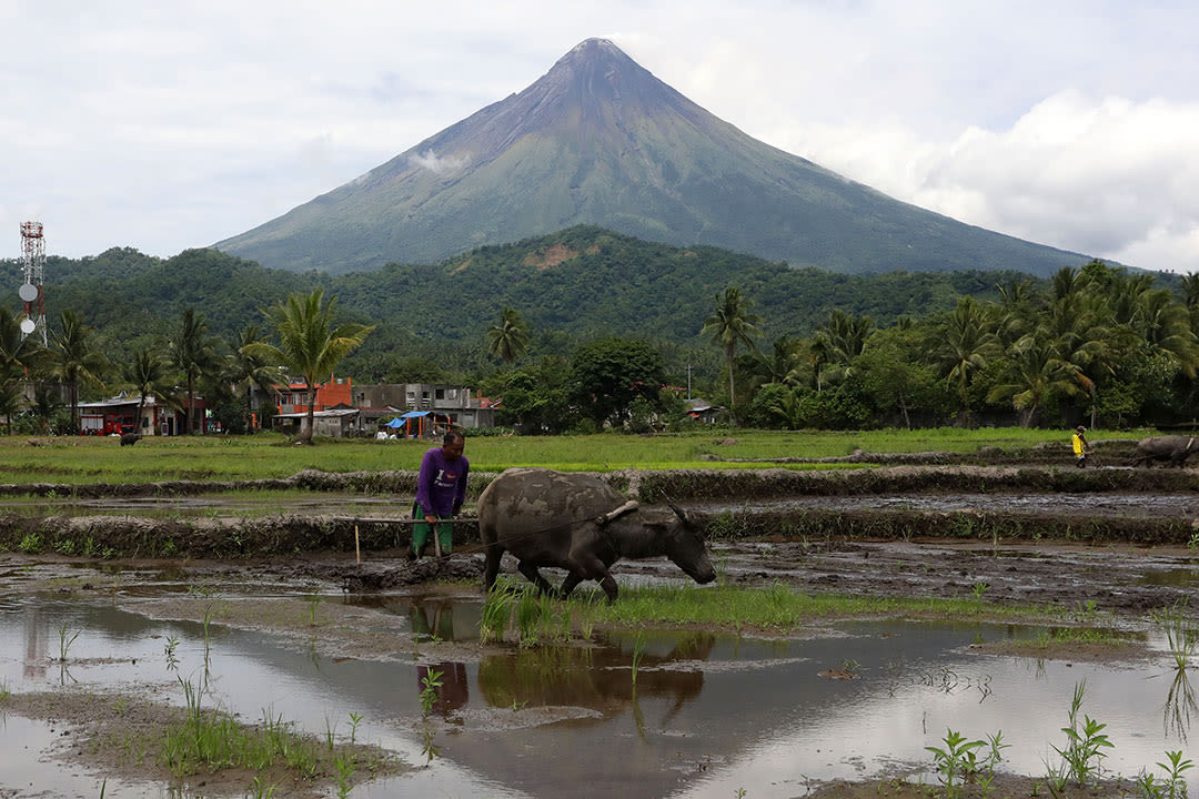 Philippine Q1 farm output flat amid El Niño - BusinessWorld Online
