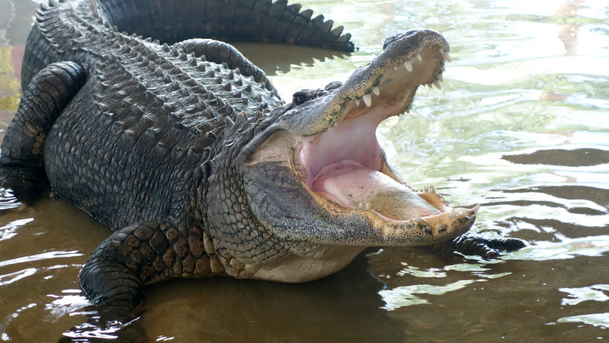 Guys Out Fishing Cleverly Use the Help of an Alligator to Open a Cold Beverage