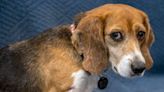 Animal Breeder Envigo Fined Record-Setting $35 Million Over Mistreating Thousands Of Beagles