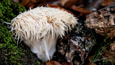 Lion's Mane Mushrooms: Potential Benefits, Side Effects and Supplementation