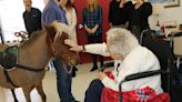 Miniature horses to again bring mental wellness to ArchCare Senior Life