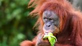 Malaysia plans to introduce 'orangutan diplomacy': minister