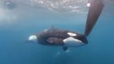 Killer whales attack and sink another yacht in Strait of Gibraltar