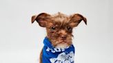 Puppy from St. Marys will participate in the annual Animal Planet’s Puppy Bowl