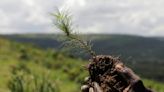 In Uganda, refugees' need for wood ravaged the forest. Now, they work to restore it