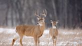 Chronic wasting disease is spreading in parts of North America. Should you worry? What a Canadian expert says