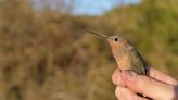 Descubren la especie de colibrí más grande del mundo