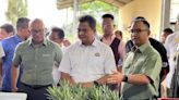 Johor to embark on large-scale black pepper cultivation, says state rep