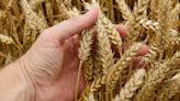 澳洲開始測試基因改造小麥，欲增加 10% 產量