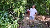 Recent wind, hail storms cause mass mango fallout in Florida