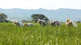 Área sembrada de arroz en Colombia creció 3,3 % en censo de 2023