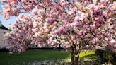 Tips for Growing Your Very Own Magnolia Tree in Your Yard