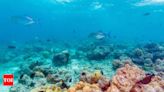 What is 'Dark Oxygen' which is being produced deep in the ocean beds - Times of India