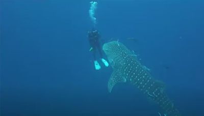 Watch: Scuba diver's breathtaking up-close encounter with giant whale shark captured on camera