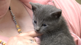 ‘Not how I saw my Thursday going, but I’ll take it!’ Maplewood faculty given kitten by student