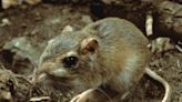 This cute critter found in parts of North Texas is at risk of going extinct