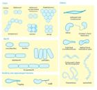 Bacterial cellular morphologies
