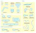 Bacterial cell structure