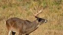 Deer Hunter Success Rates Vary as Southeast Hunters Punch Tags, Northeast Hunters Eat Tag Soup