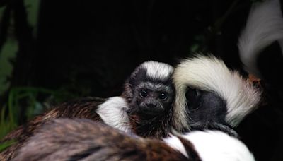 Zoo announces birth of tiny tamarin to mark Endangered Species Day