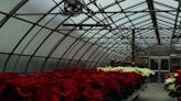 Holiday flower power: How Royer's grew to be a major Central PA florist over 85 years