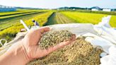 印度傳禁止大米出口 勢續推升糧價