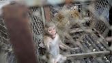 Problemas en el paraíso: el dilema de Lopburi, “la ciudad de los monos”, con miles de primates salvajes