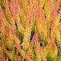 calluna vulgaris Firefly