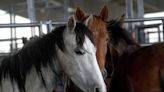 Photos: Mustangs and burros for sale at Ford Park