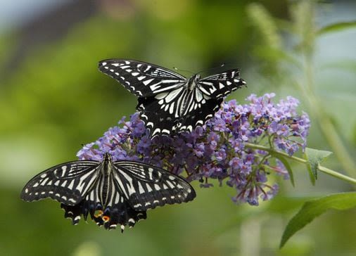 Ask the Garden Guy: Can you grow a butterfly bush in a container? - The Boston Globe