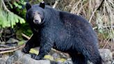 Washington Woman 'Popped' Black Bear on the Nose During Attack: 'It Was Just Instinct'