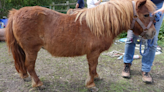 Woman neglected ponies 'not good enough' for shows
