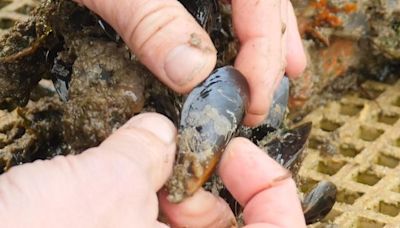 Fibreglass from boats found in marine food chain for first time